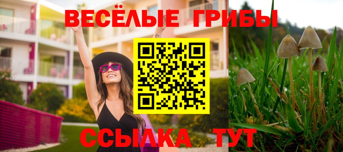 Галлюциногенные грибы Psilocybe Абакан